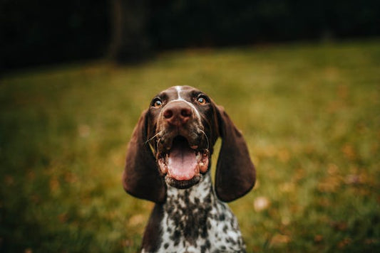 Top 5 Reasons to Upgrade to a Premium Wireless GPS Collar